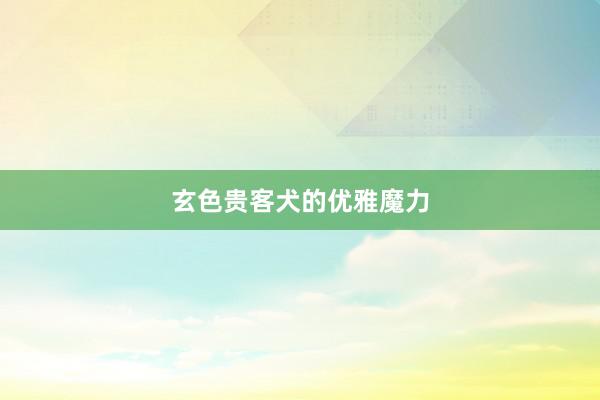 玄色贵客犬的优雅魔力