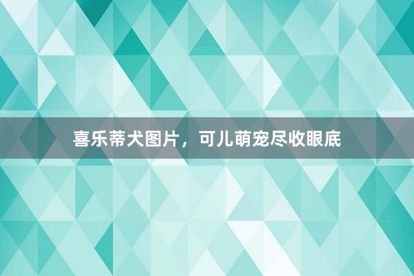 喜乐蒂犬图片，可儿萌宠尽收眼底